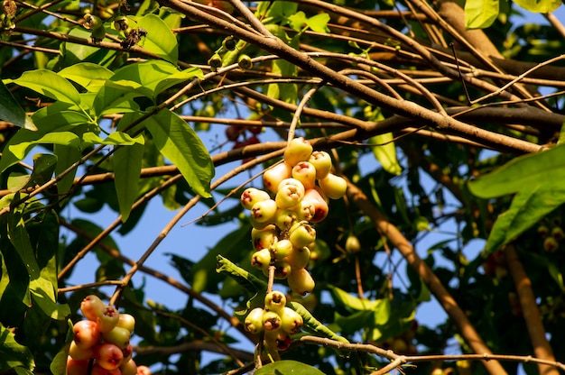 Frutas de maçãs aquáticas Syzygium aqueum em sua árvore conhecida como maçãs rosas ou maçãs rosas aquosas