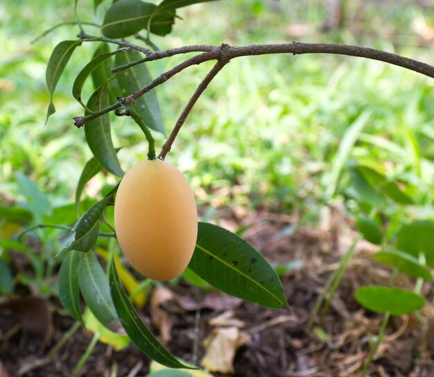 Foto frutas de maprang thai