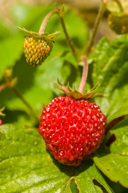 Frutas de morango