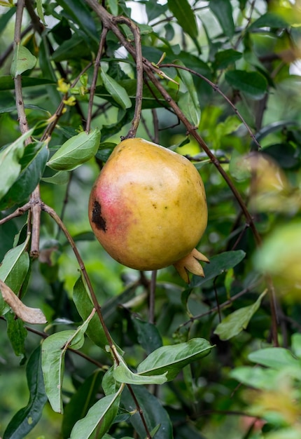 Frutas de romã madura penduradas na árvore de perto