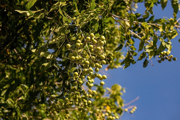 Frutas de sabão de wingleaf