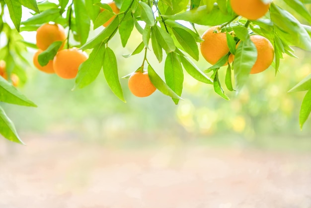 Frutas de tangerina em galhos em pomar de citrinos, bem iluminados com espaço de cópia