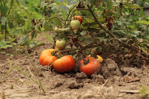 Frutas de tomate vermelho suculento maduro pendurado em um arbusto no jardim Sol em um tomate na cama