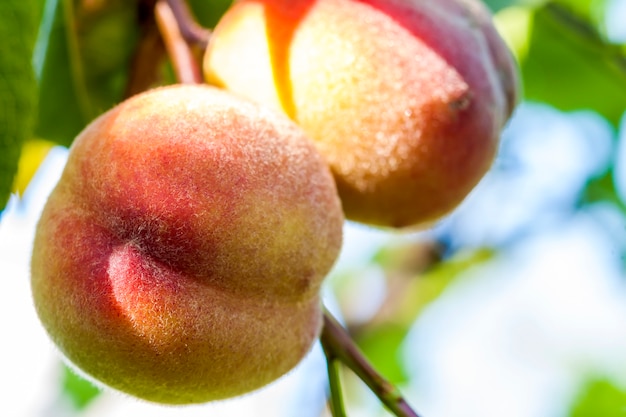 Frutas dulces de durazno que crecen en una rama de durazno