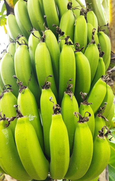 Foto frutas e flores de banana