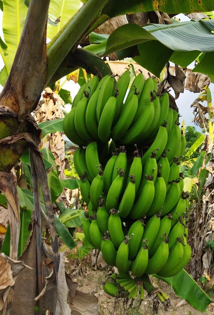 Foto frutas e flores de banana