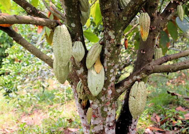 Foto frutas e plantas da flora tropical frutas e legumes da américa do sul