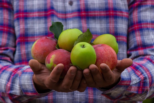 Frutas e vegetais orgânicos O fazendeiro tem maçãs nas mãos