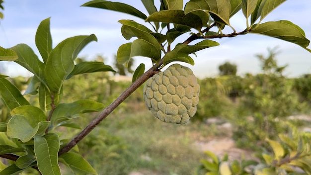 Frutas exóticas tropicais de pinha Açúcar Maçã Annona Sweetsop Fruta tailandesa ou vietnamita está crescendo em um galho de árvore no fundo ensolarado do céu natural