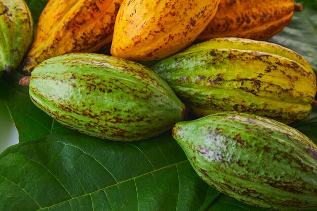 Frutas frescas del cacao con la hoja verde en el fondo blanco