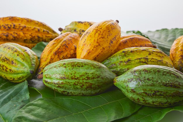 Frutas frescas del cacao con la hoja verde en el fondo blanco