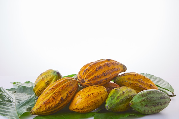 Frutas frescas del cacao con la hoja verde en el fondo blanco