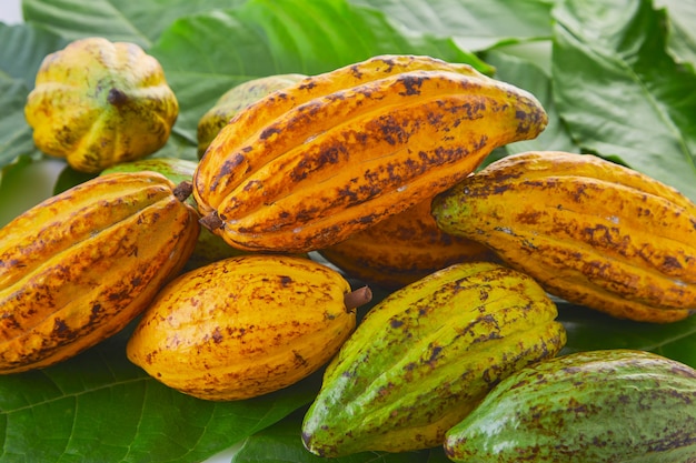 Frutas frescas del cacao con la hoja verde en el fondo blanco