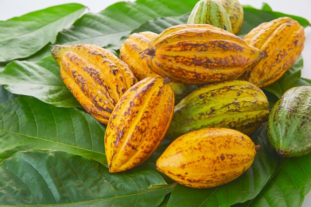 Frutas frescas del cacao con la hoja verde en el fondo blanco