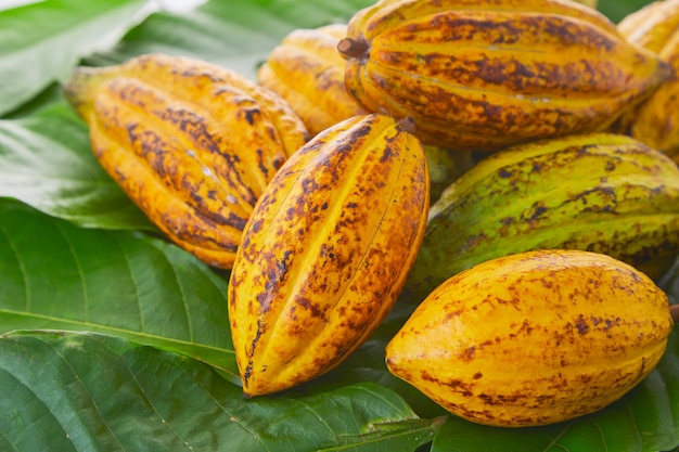 Frutas frescas del cacao con la hoja verde en el fondo blanco