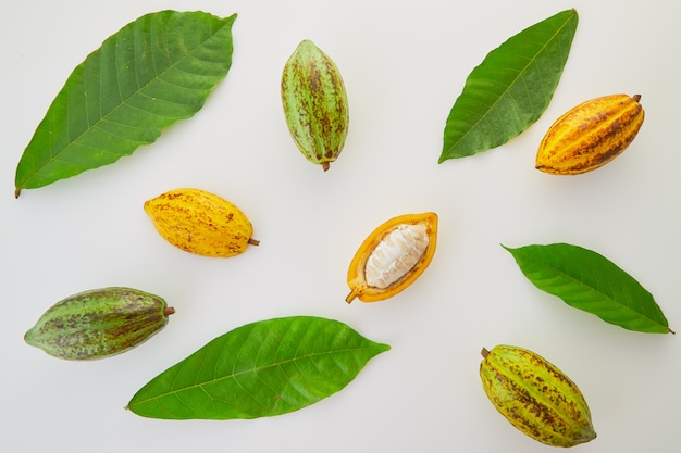 Frutas frescas del cacao con la hoja verde en el fondo blanco