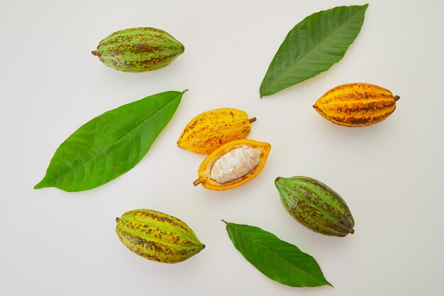 Frutas frescas del cacao con la hoja verde en el fondo blanco