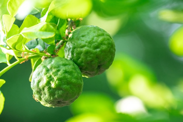 Frutas frescas de bergamota verdes penduradas no jardim de árvores de bergamota de galho e grupo de conceito de comida saudável de macro de bergamota