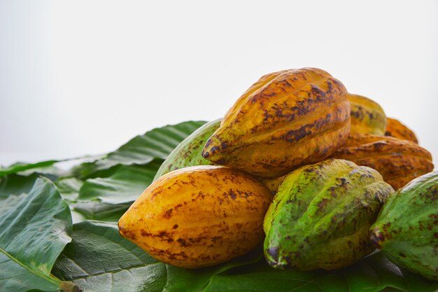 Frutas frescas de cacau com folha verde sobre fundo branco