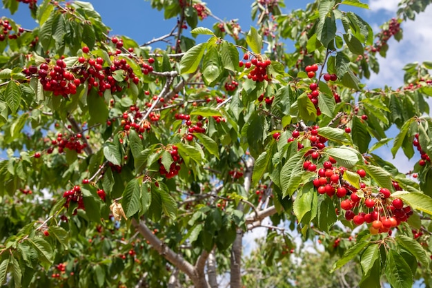 Frutas frescas de cereja na cerejeira spil montanha turquia