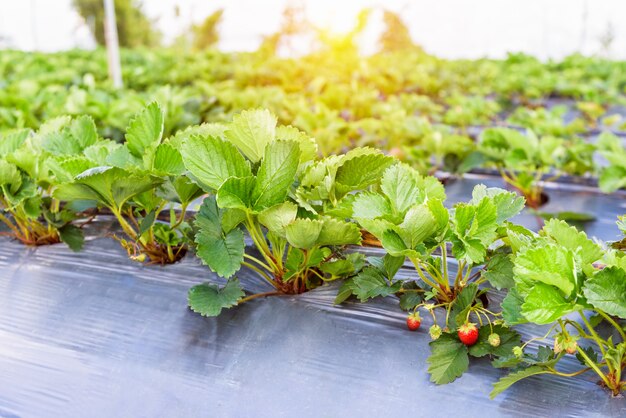 Frutas frescas de morangos vermelhos na planta de morango no jardim de morangos sob o sol da tarde na Tailândia