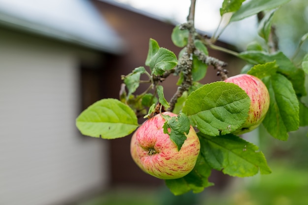 Frutas frescas e suculentas amadurecendo no galho de macieira. Frutas orgânicas no jardim doméstico. Maçãs verdes com listras rosa crescendo em uma macieira de coluna