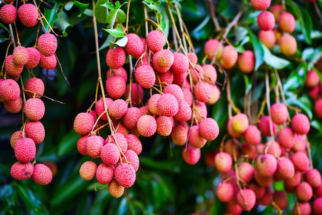 Frutas frescas lichia madura pendurar na árvore de lichia no jardim