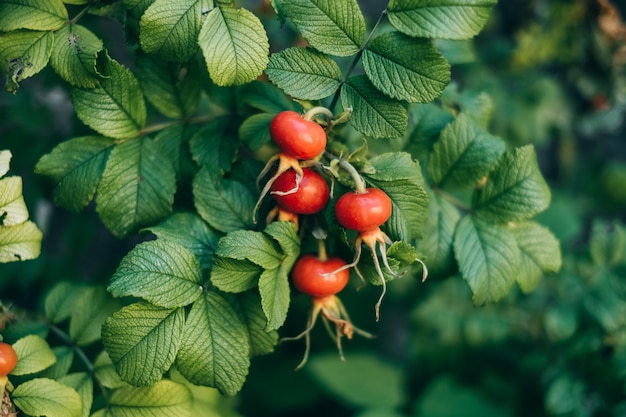 Frutas frescas de rosa de perro en la rama de arbusto