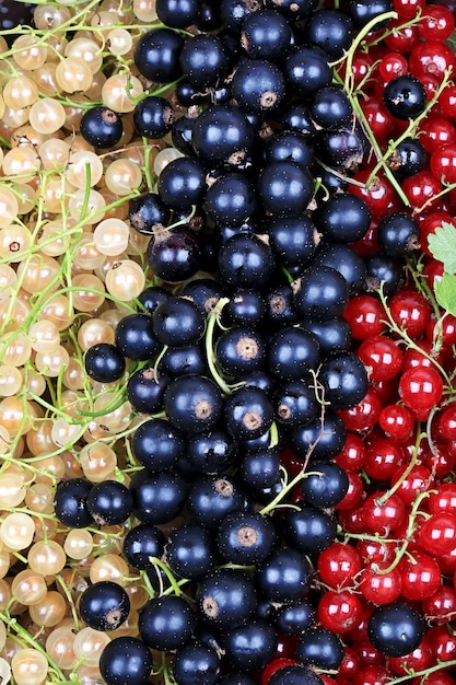 Frutas frescas três tipos de groselha vista superior estilo plano acima