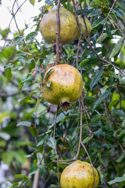 Frutas de granada colgando de una rama en el jardín