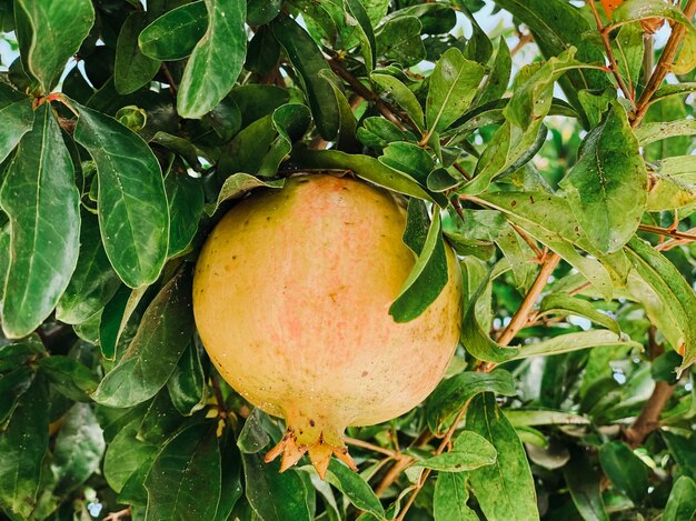 Frutas de granada madurando en el árbol. Fotografía de frutas. Comida sana.