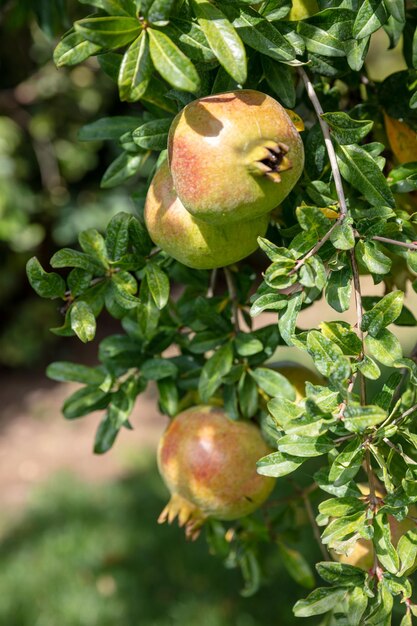 Frutas de granada y vista de primer plano verical de rama de árbol