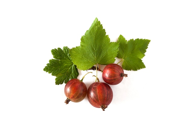 Frutas de grosellas en blanco.