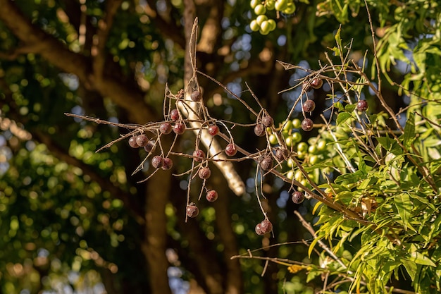 Frutas de jaboncillo Wingleaf