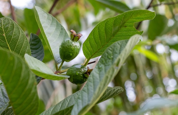 Frutas jovens orgânicas de goiaba crescendo em um galho close-up tiro