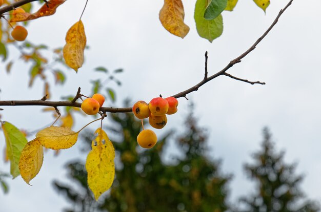 Frutas jugosas brillantes de las manzanas del paraíso en otoño en los árboles