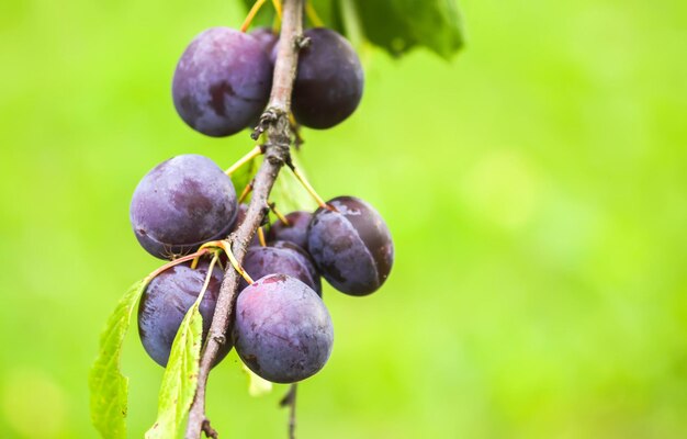 Frutas jugosas maduras en un ciruelo en el jardín de verano. Ciruelas moradas orgánicas frescas que crecen en el campo.