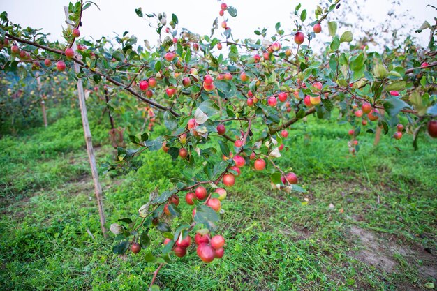 Frutas jujuba vermelhas ou maçã kul boroi na árvore em bangladesh