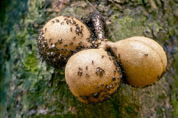 Frutas Kepel ou burahol Stelechocarpus burahol no tronco da árvore com formigas pretas