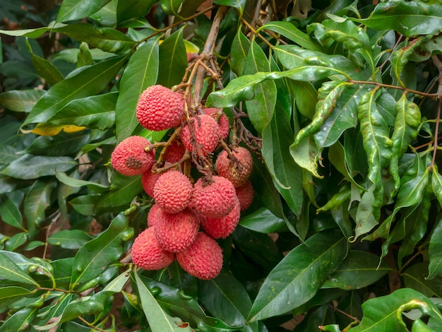 Frutas lichi maduras en el árbol listo para la cosecha