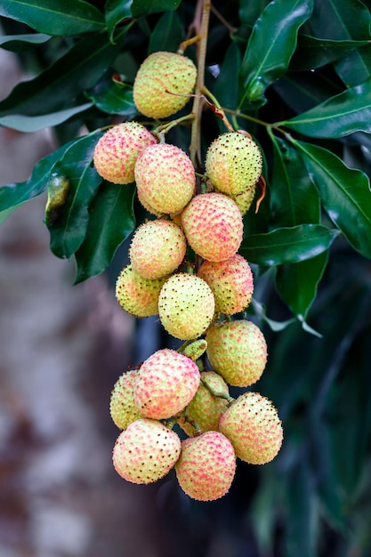 Foto frutas de lichi maduras frescas colgando de un árbol