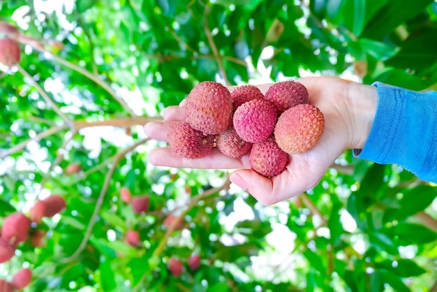 Frutas de lichi sosteniendo a mano frutas tropicales en el fondo de los árboles de lichi