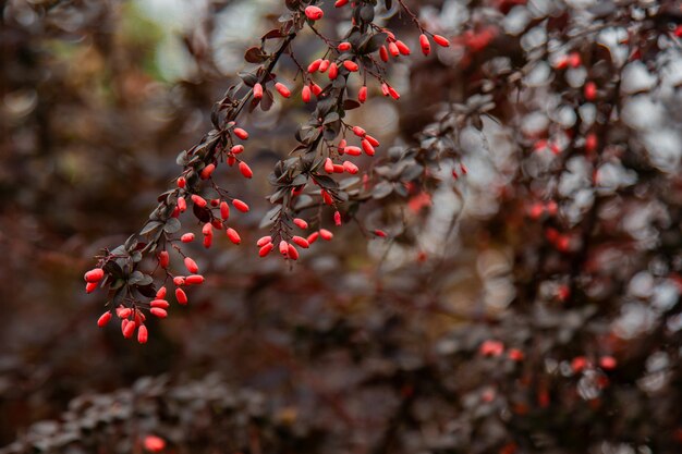 Las frutas maduras de agracejo crecen en el jardín. Bayas rojas frescas que cuelgan en una rama. Cultivo de hortalizas orgánicas.