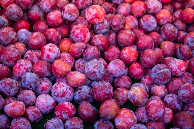 Frutas maduras de ameixa azul colhidas no outono como textura de nackground