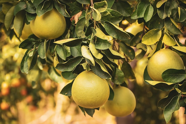 Frutas maduras de pomelo penduradas nas árvores no jardim cítrico Colheita de pomelo tropical no pomar Pomelo é a comida tradicional de ano novo na China dá sorte Fundo de alimentos agrícolas