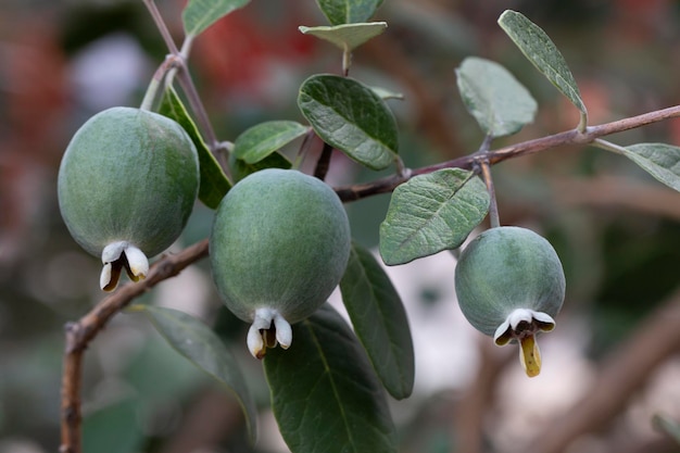Frutas maduras de feijoa en un árbol lat acca sellowiana feijoa fresca casi lista para cosechar