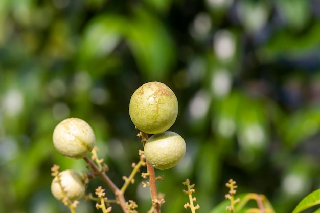 Frutas maduras longan (Dimocarpus longan) en el árbol, en foco superficial