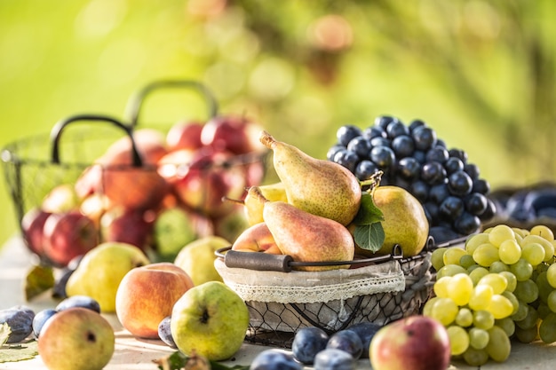 Frutas maduras sobre la mesa en el jardín. Peras frescas en una canasta rodeada de una variedad de frutas del jardín.