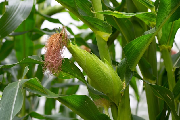 Frutas de maíz joven en el campo de maíz