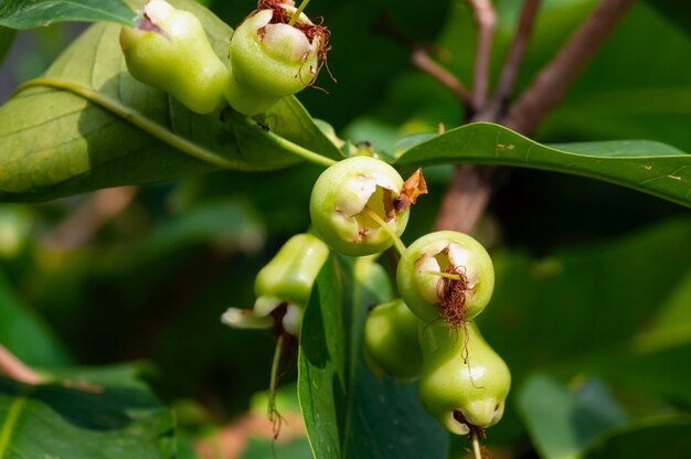 Frutas de manzanas de agua jóvenes en su árbol, conocidas como manzanas rosadas o manzanas rosas acuosas